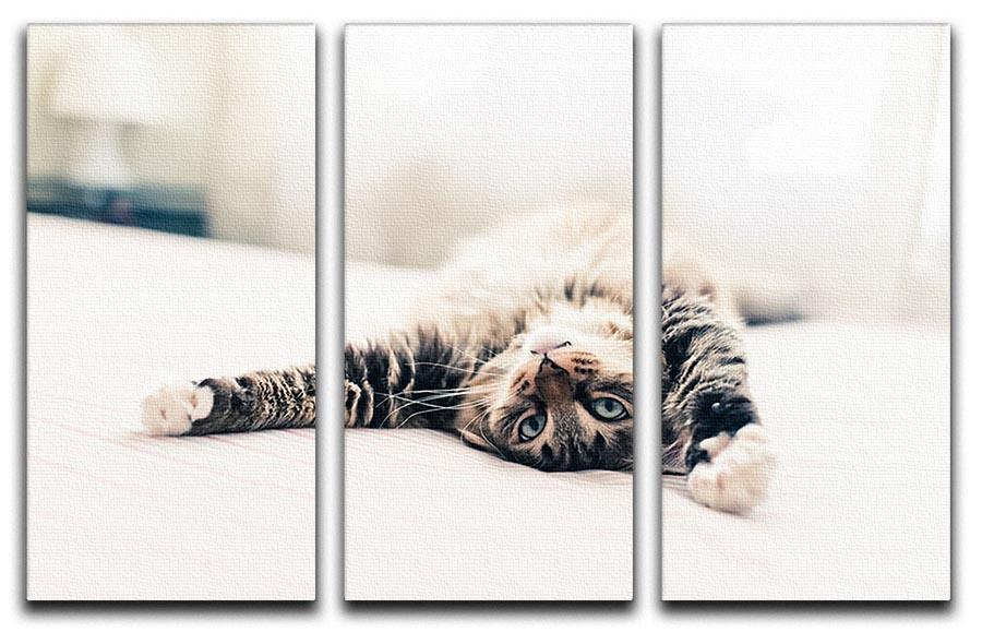 Grey cat lying on bed and stretching 3 Split Panel Canvas Print - Canvas Art Rocks - 1