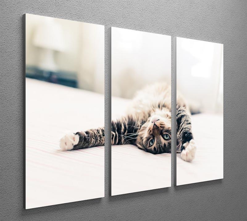Grey cat lying on bed and stretching 3 Split Panel Canvas Print - Canvas Art Rocks - 2