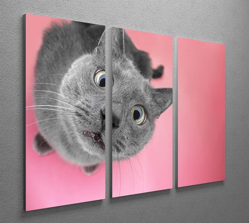 Grey cat sitting on the pink background 3 Split Panel Canvas Print - Canvas Art Rocks - 2