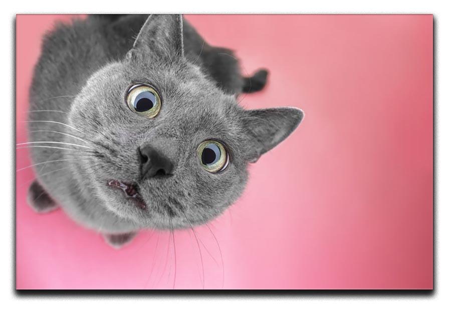 Grey cat sitting on the pink background Canvas Print or Poster - Canvas Art Rocks - 1