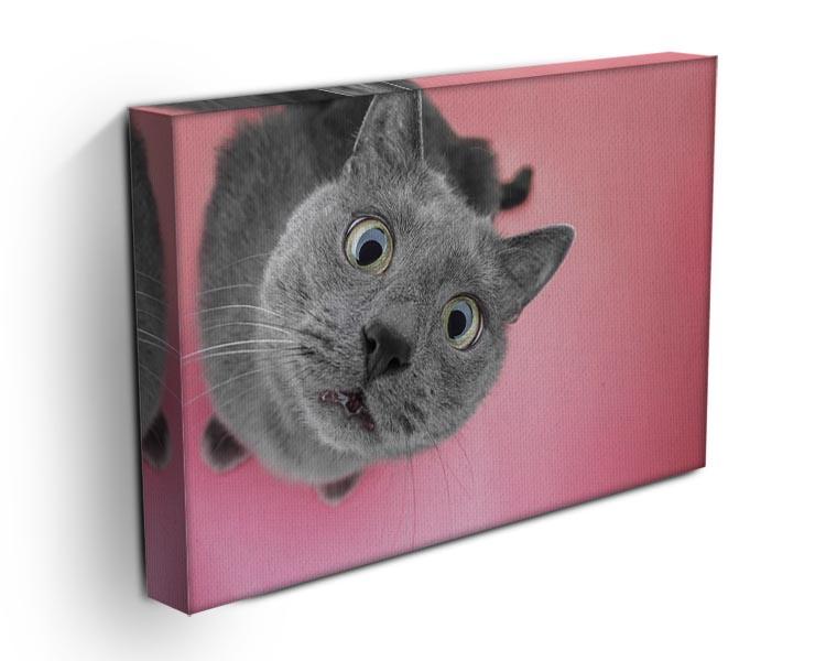 Grey cat sitting on the pink background Canvas Print or Poster - Canvas Art Rocks - 3