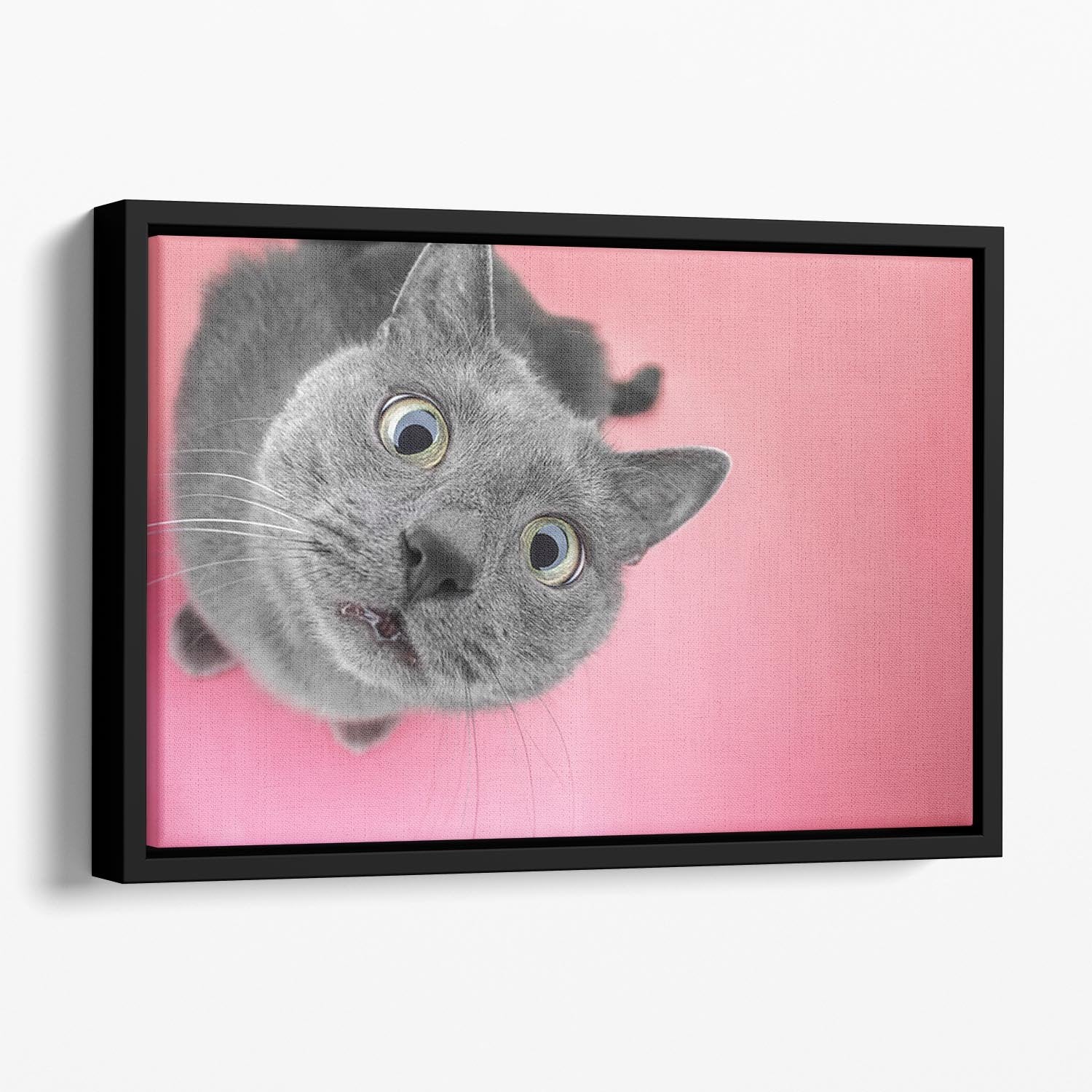 Grey cat sitting on the pink background Floating Framed Canvas - Canvas Art Rocks - 1