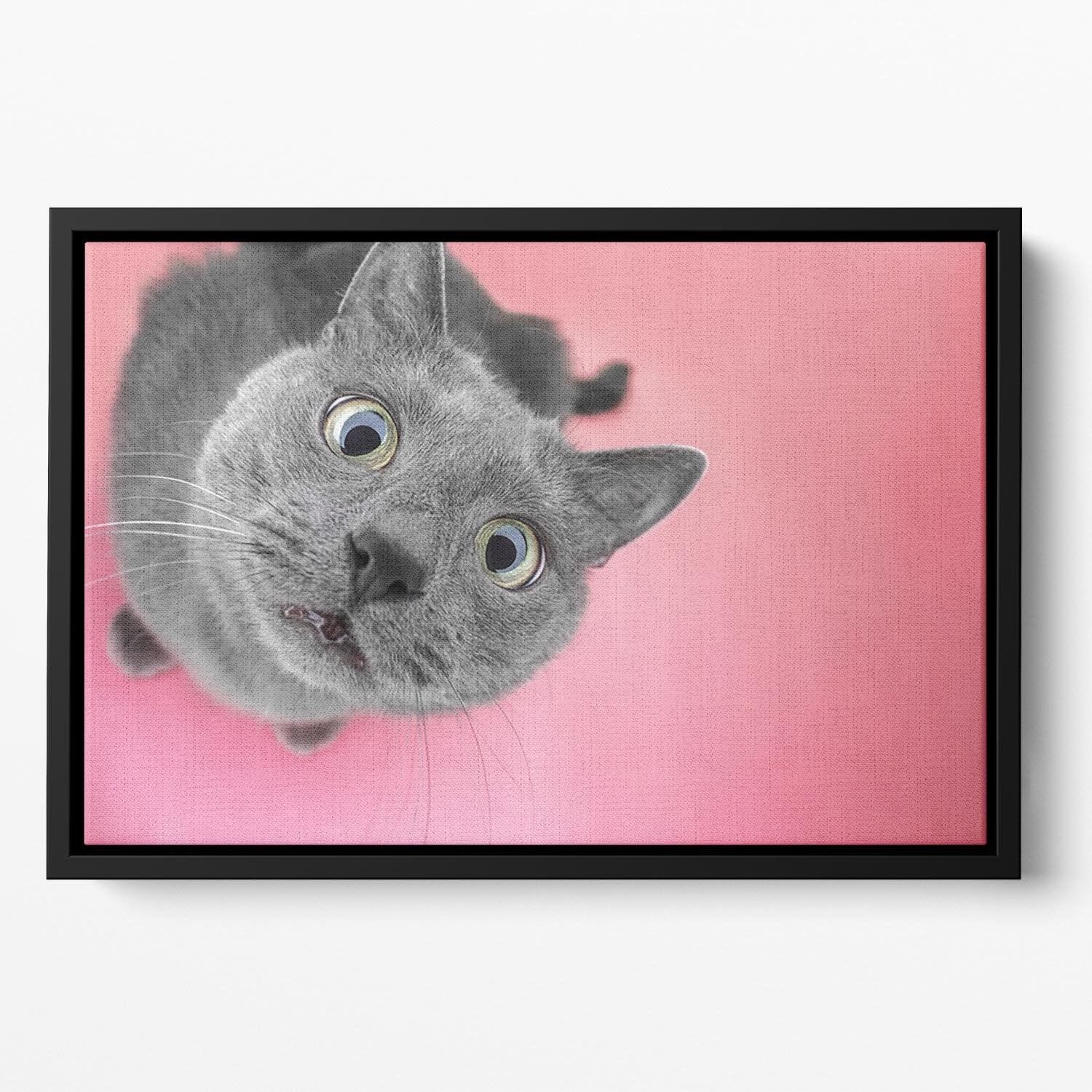 Grey cat sitting on the pink background Floating Framed Canvas - Canvas Art Rocks - 2