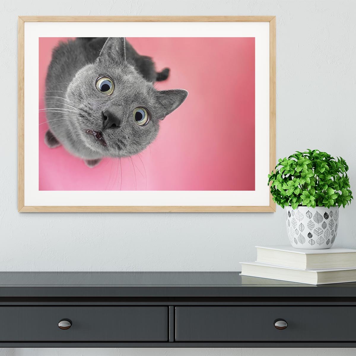 Grey cat sitting on the pink background Framed Print - Canvas Art Rocks - 3
