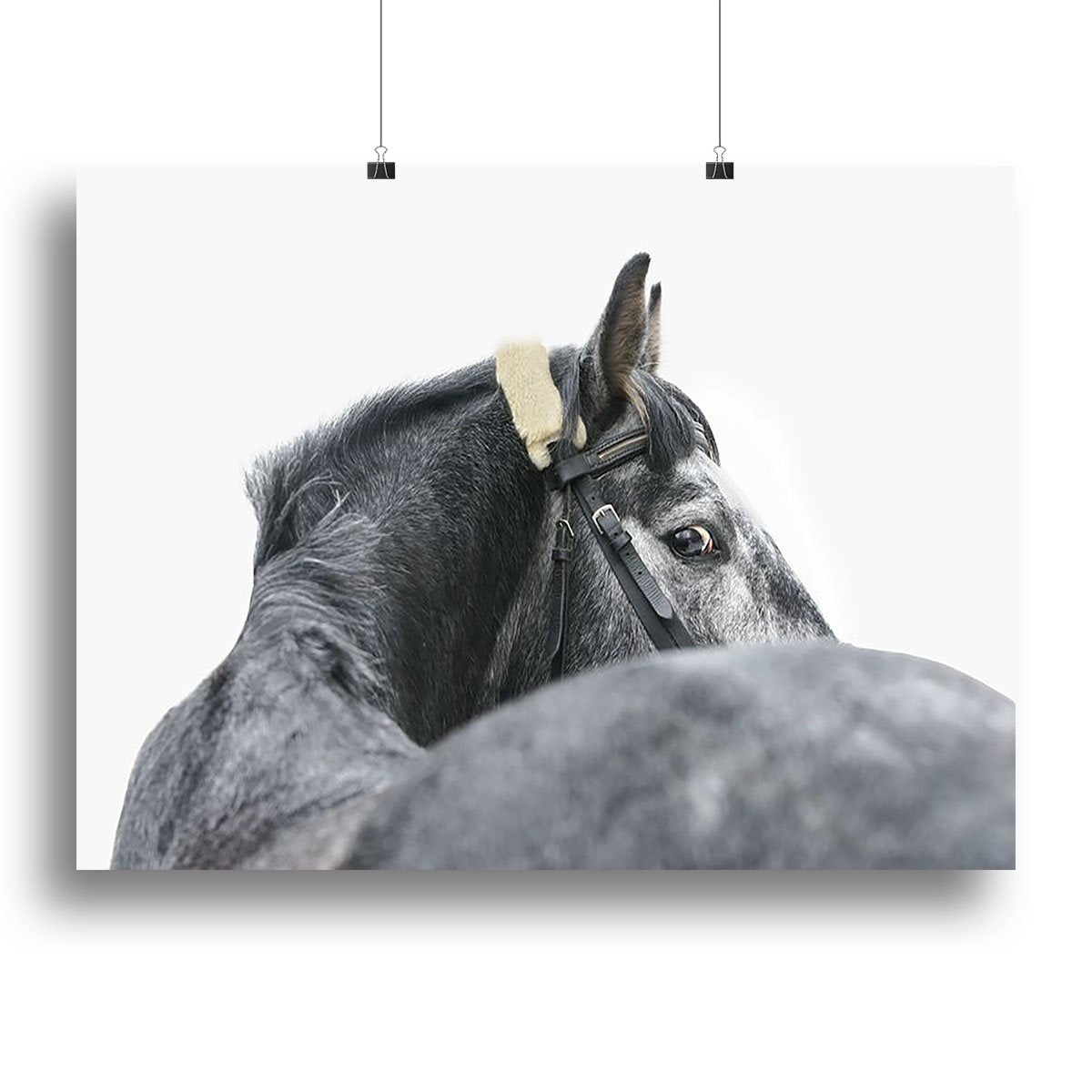 Grey horse isolated Canvas Print or Poster