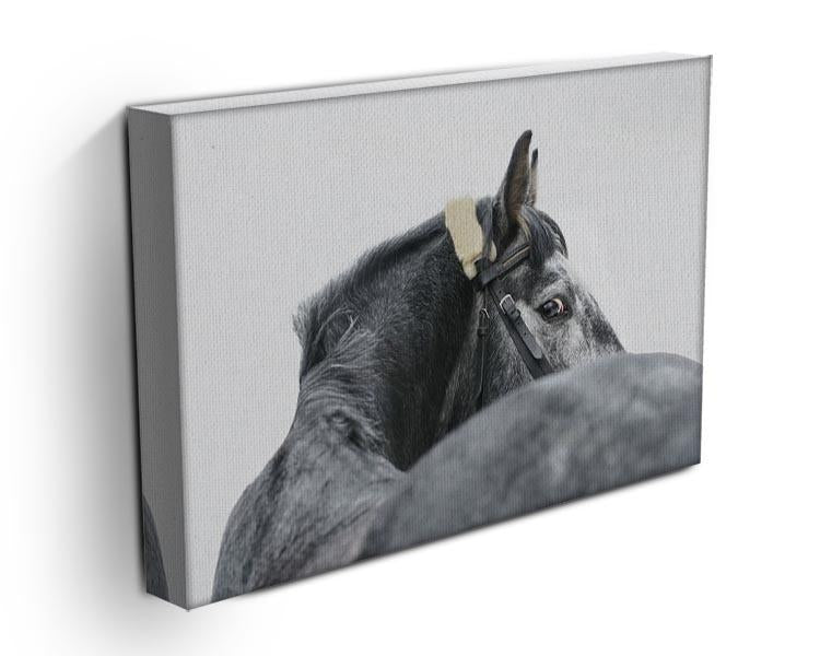 Grey horse isolated Canvas Print or Poster - Canvas Art Rocks - 3