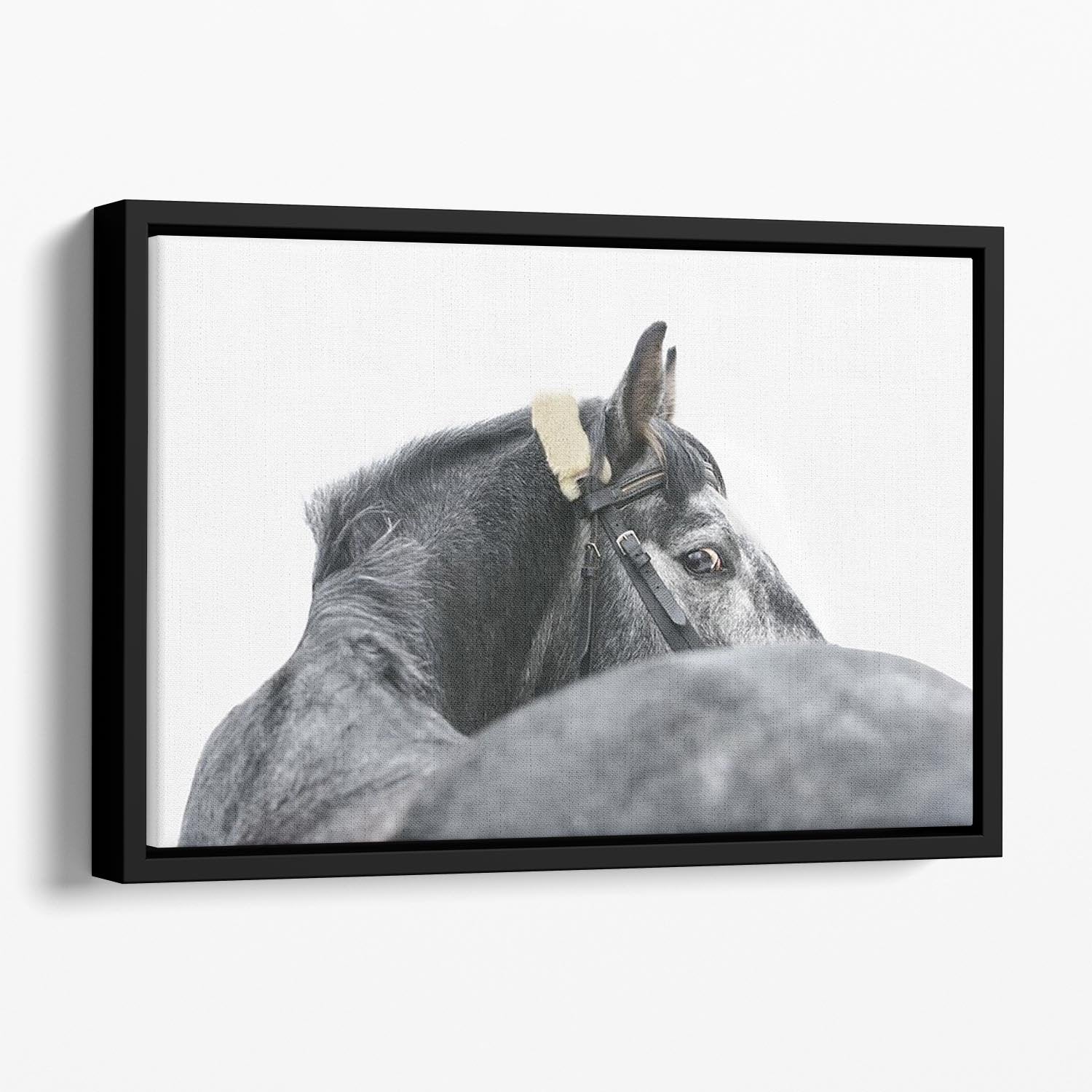 Grey horse isolated Floating Framed Canvas - Canvas Art Rocks - 1