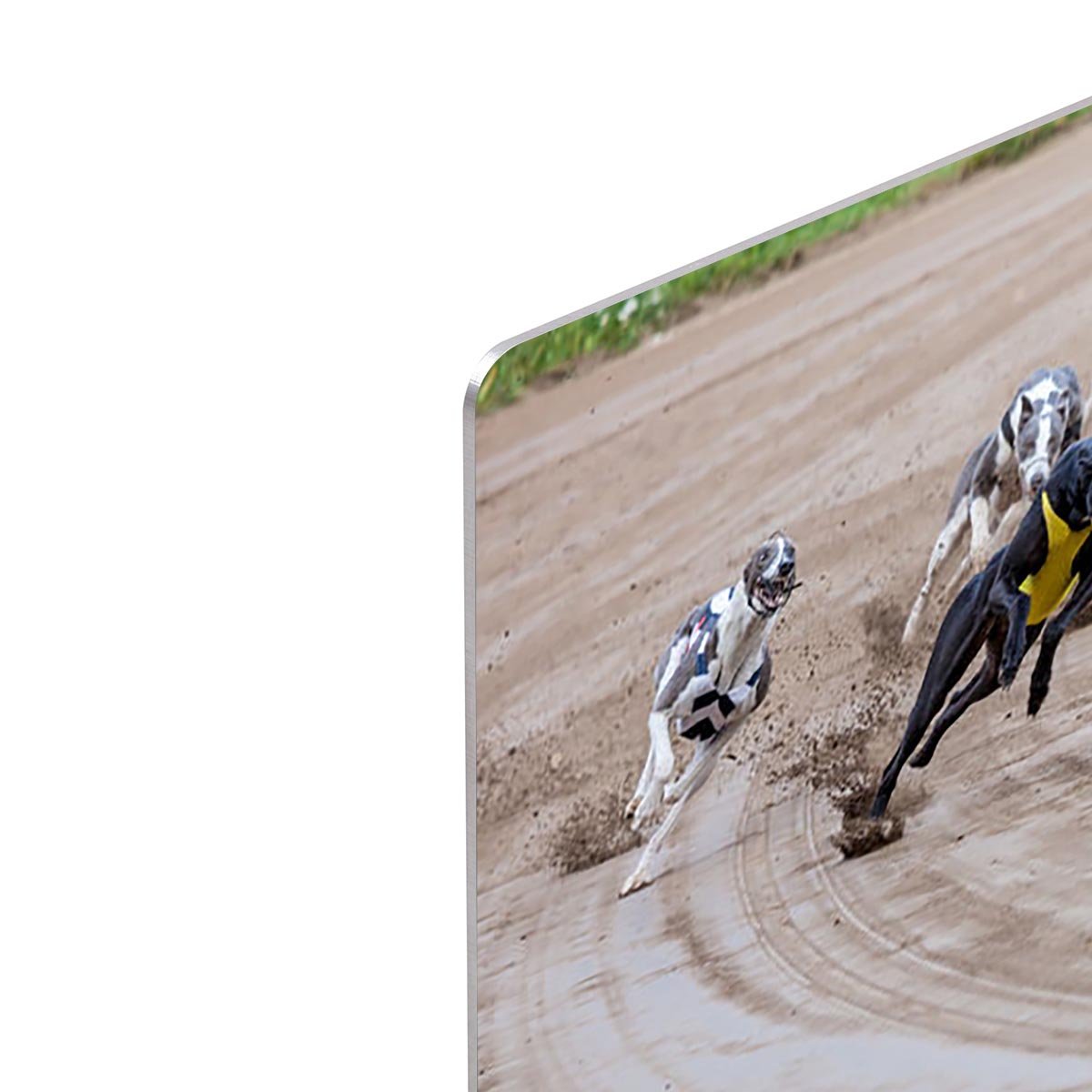 Greyhound dogs racing HD Metal Print - Canvas Art Rocks - 4