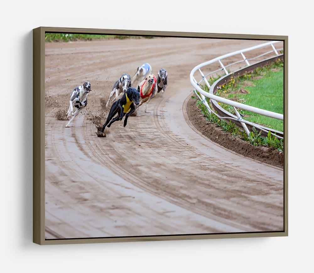 Greyhound dogs racing HD Metal Print - Canvas Art Rocks - 10