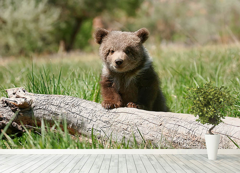 Grizzly bear cub Wall Mural Wallpaper - Canvas Art Rocks - 4