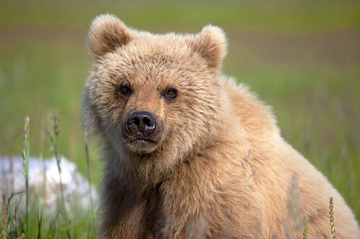 Grizzly cub staring at the camera in Alaska. Wall Mural Wallpaper