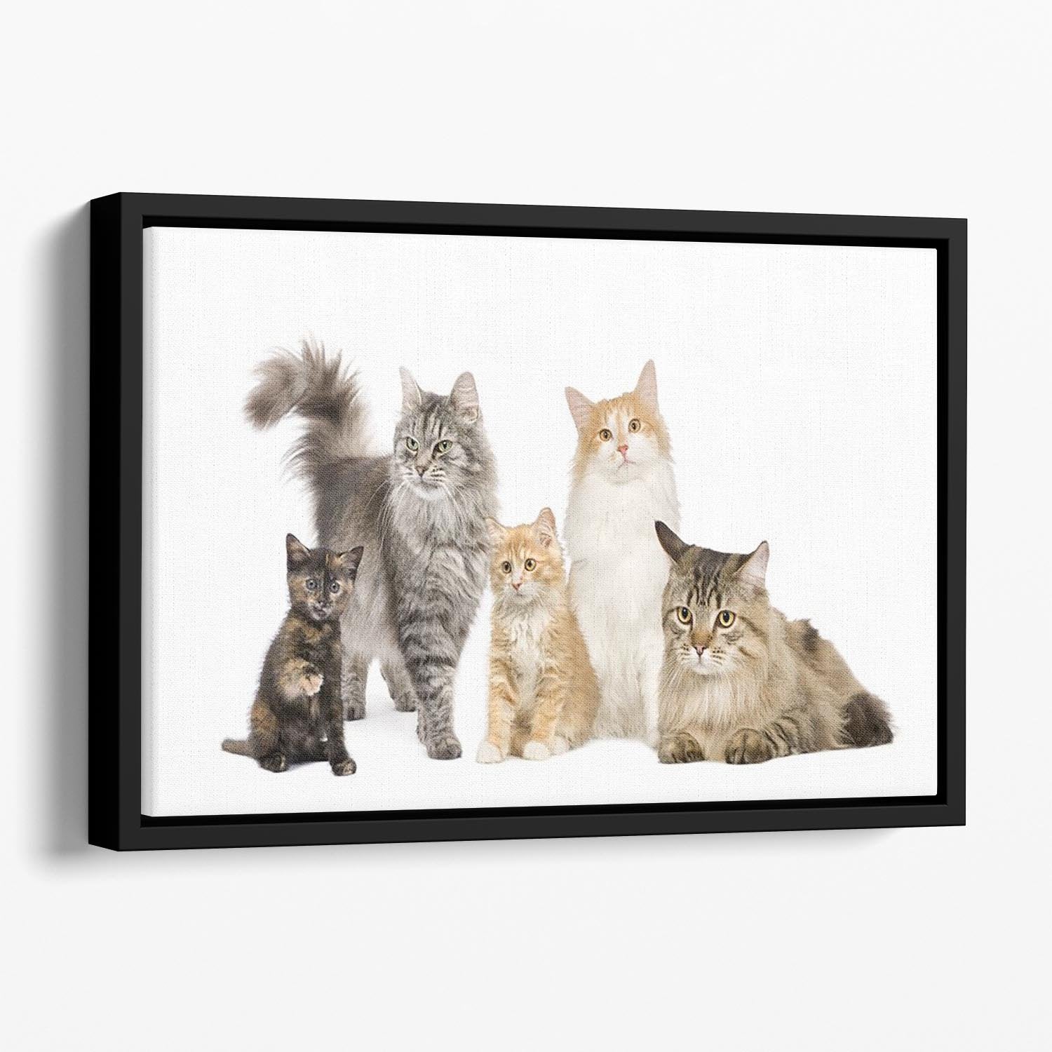 Group of 5 cats Norwegian Siberian and persian cat Floating Framed Canvas - Canvas Art Rocks - 1