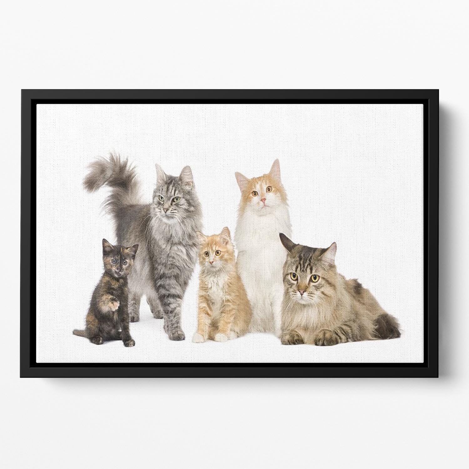 Group of 5 cats Norwegian Siberian and persian cat Floating Framed Canvas - Canvas Art Rocks - 2