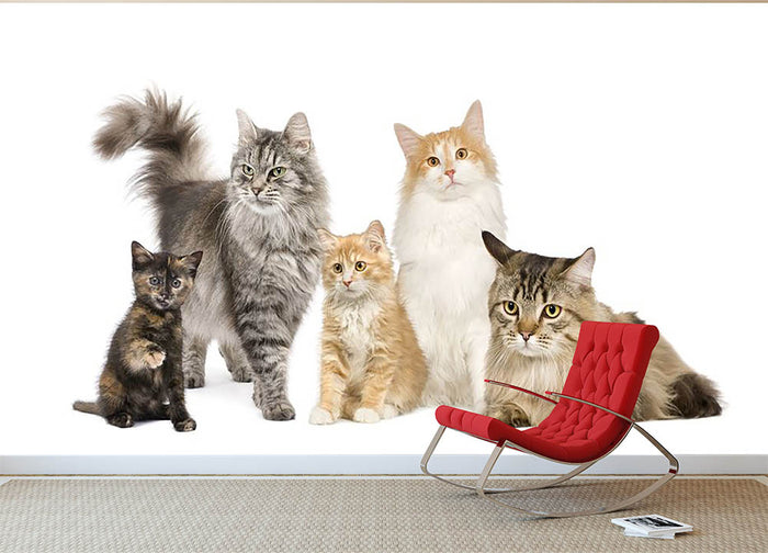 Group of 5 cats Norwegian Siberian and persian cat Wall Mural Wallpaper