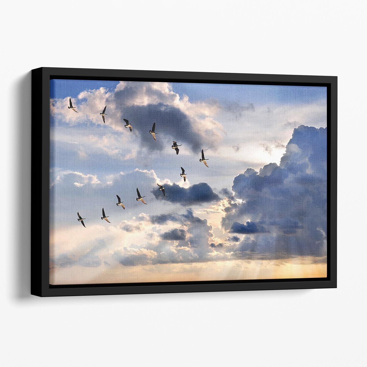 Group of Canadian geese flying in V-formation Floating Framed Canvas - Canvas Art Rocks - 1