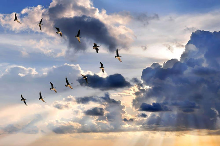 Group of Canadian geese flying in V-formation Wall Mural Wallpaper