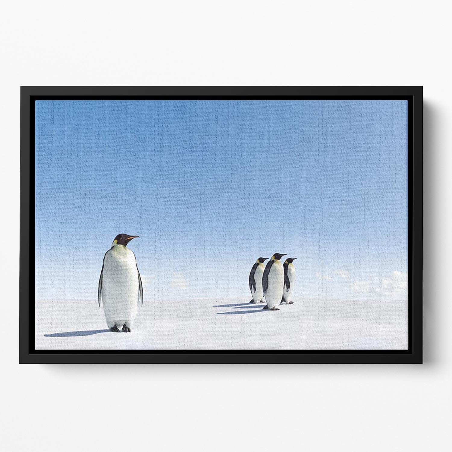 Group of Emperor Penguins in Antarctica Floating Framed Canvas - Canvas Art Rocks - 2
