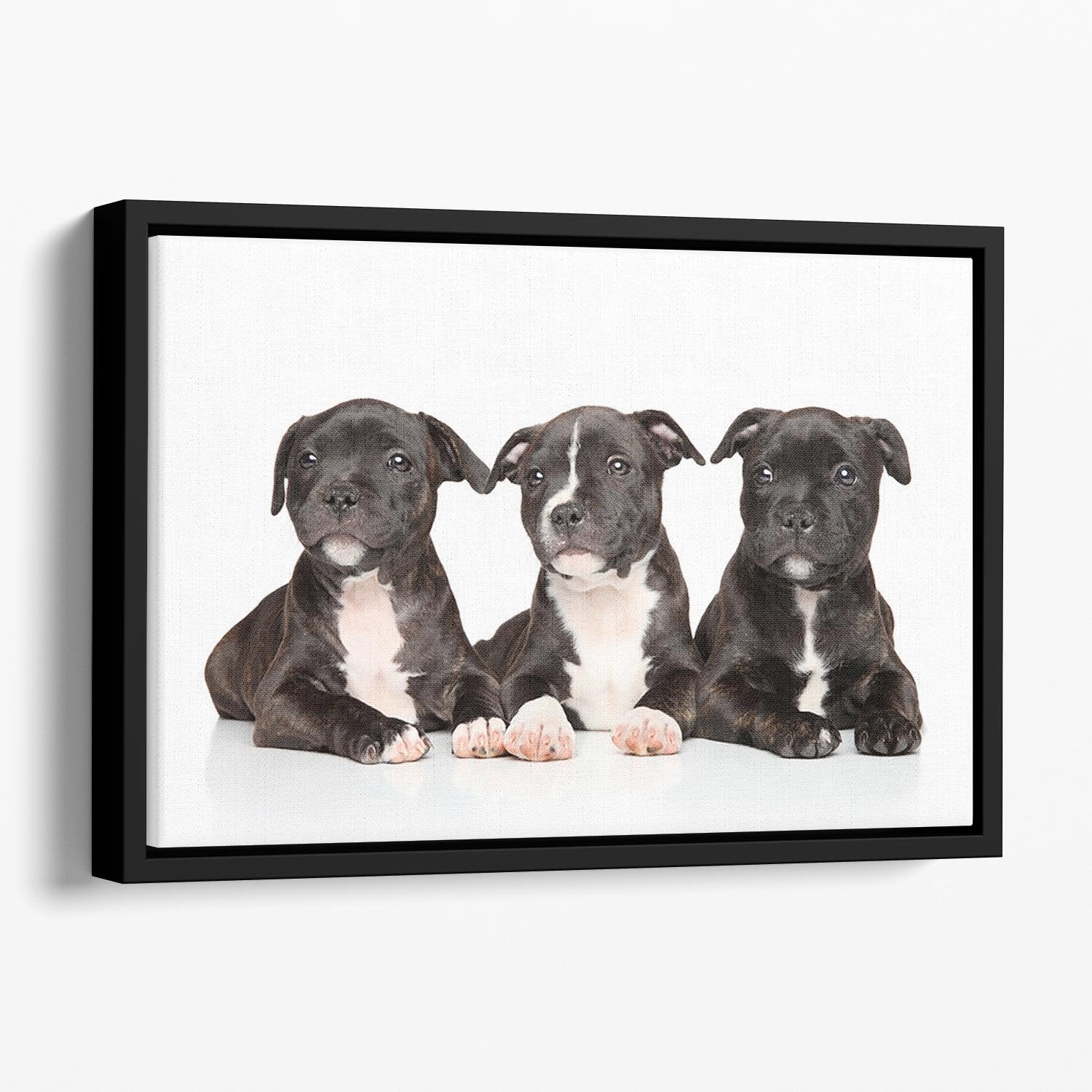Group of Staffordshire bull terrier puppies Floating Framed Canvas - Canvas Art Rocks - 1