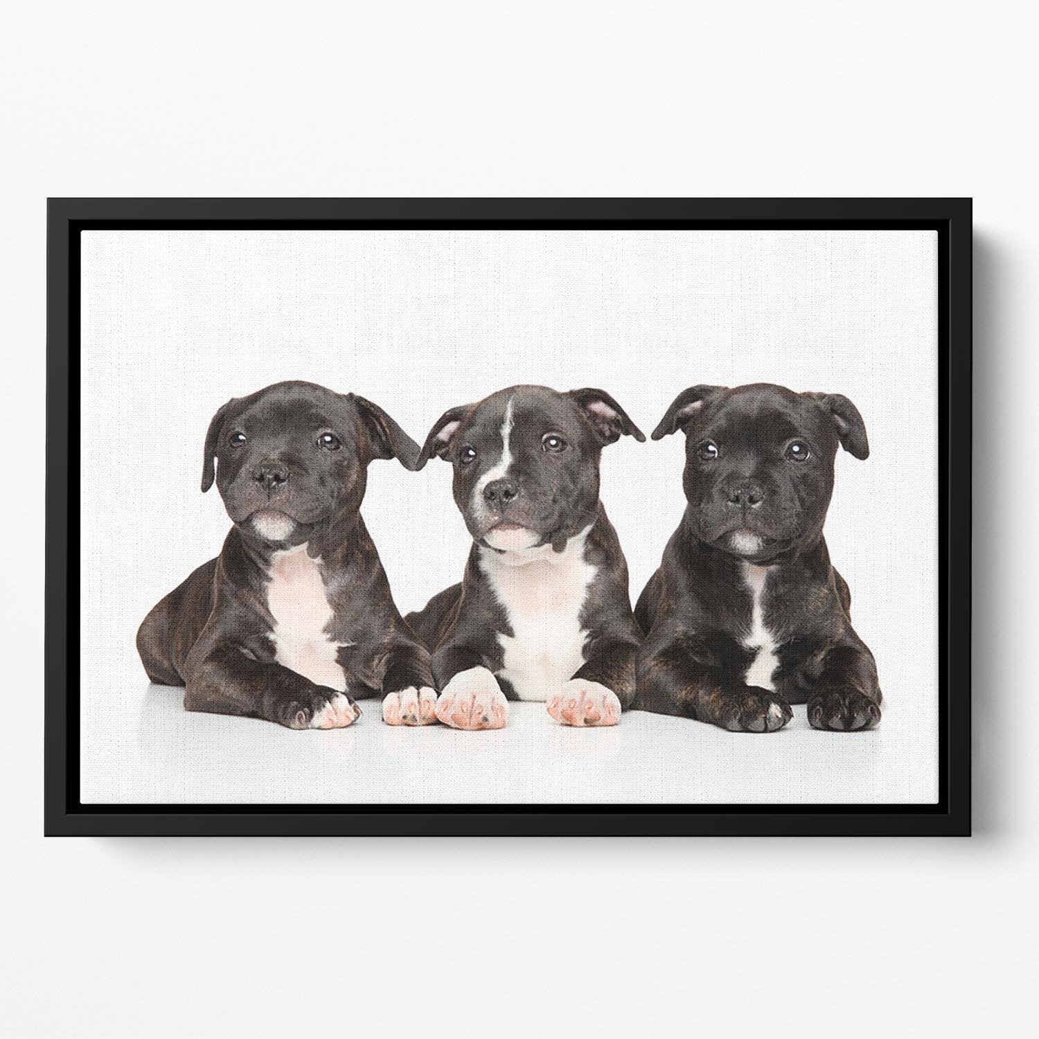 Group of Staffordshire bull terrier puppies Floating Framed Canvas - Canvas Art Rocks - 2