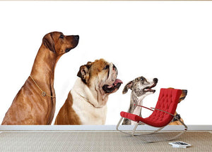 Group of dogs looking up Wall Mural Wallpaper - Canvas Art Rocks - 2