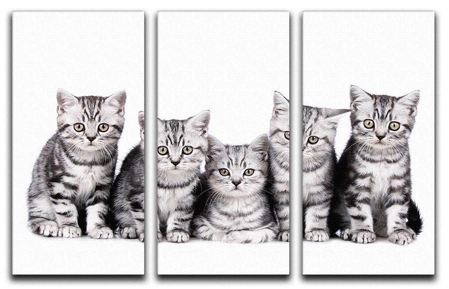 Group of five british shorthair kitten 3 Split Panel Canvas Print - Canvas Art Rocks - 1