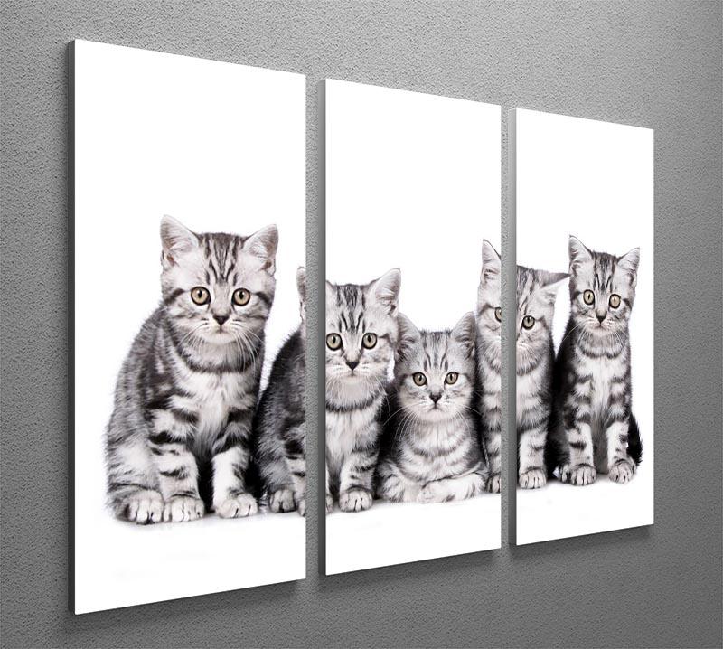 Group of five british shorthair kitten 3 Split Panel Canvas Print - Canvas Art Rocks - 2