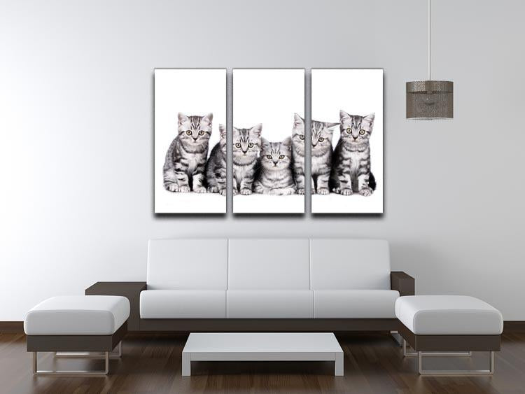 Group of five british shorthair kitten 3 Split Panel Canvas Print - Canvas Art Rocks - 3