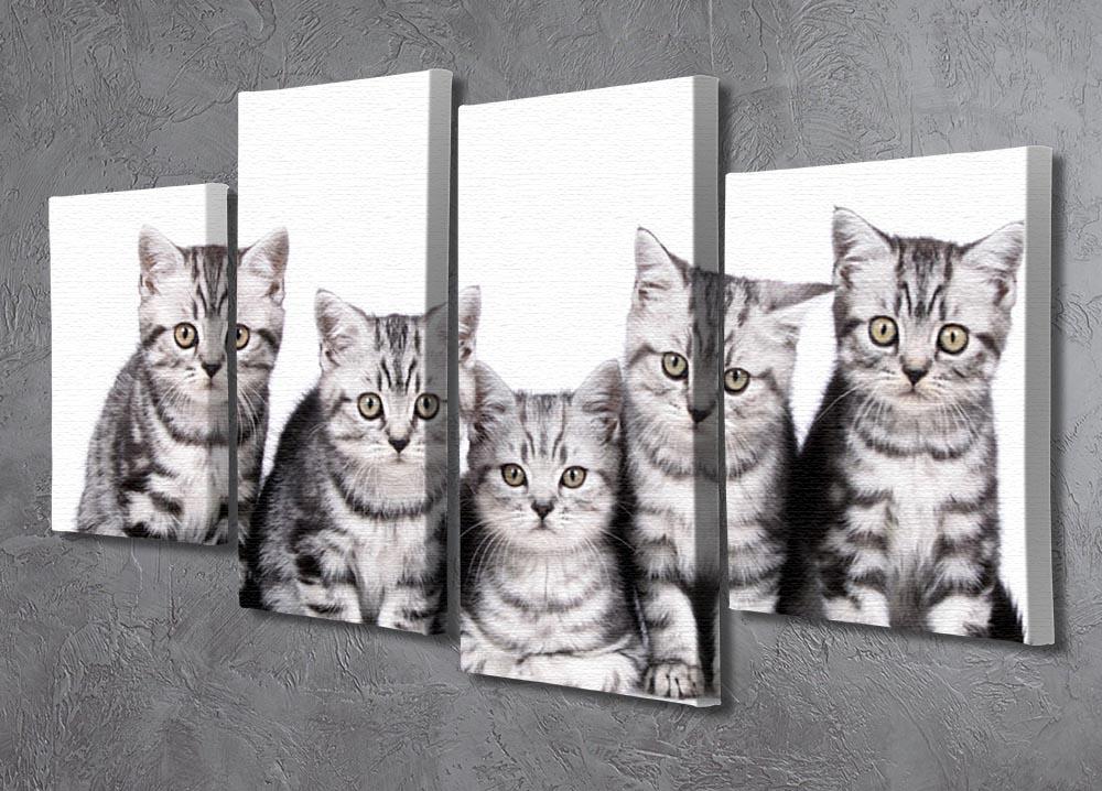 Group of five british shorthair kitten 4 Split Panel Canvas - Canvas Art Rocks - 2