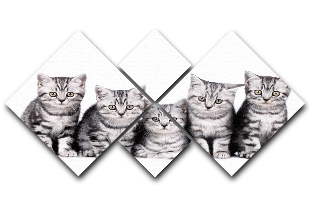 Group of five british shorthair kitten 4 Square Multi Panel Canvas - Canvas Art Rocks - 1