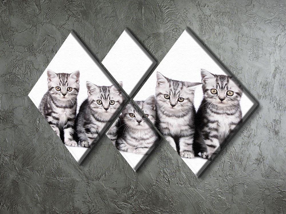 Group of five british shorthair kitten 4 Square Multi Panel Canvas - Canvas Art Rocks - 2