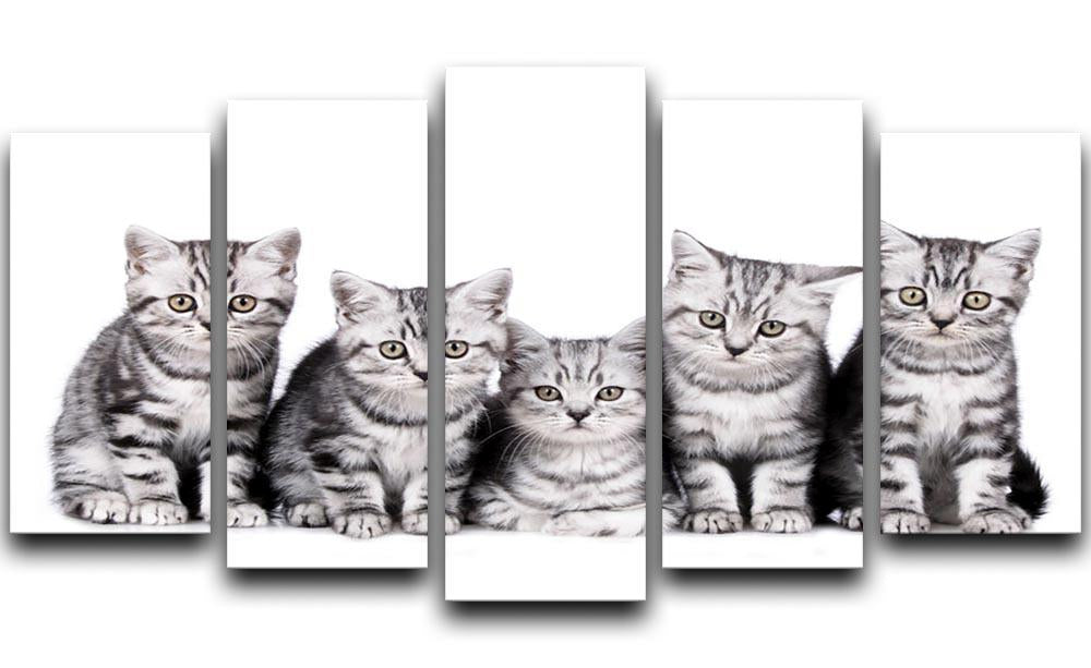 Group of five british shorthair kitten 5 Split Panel Canvas - Canvas Art Rocks - 1