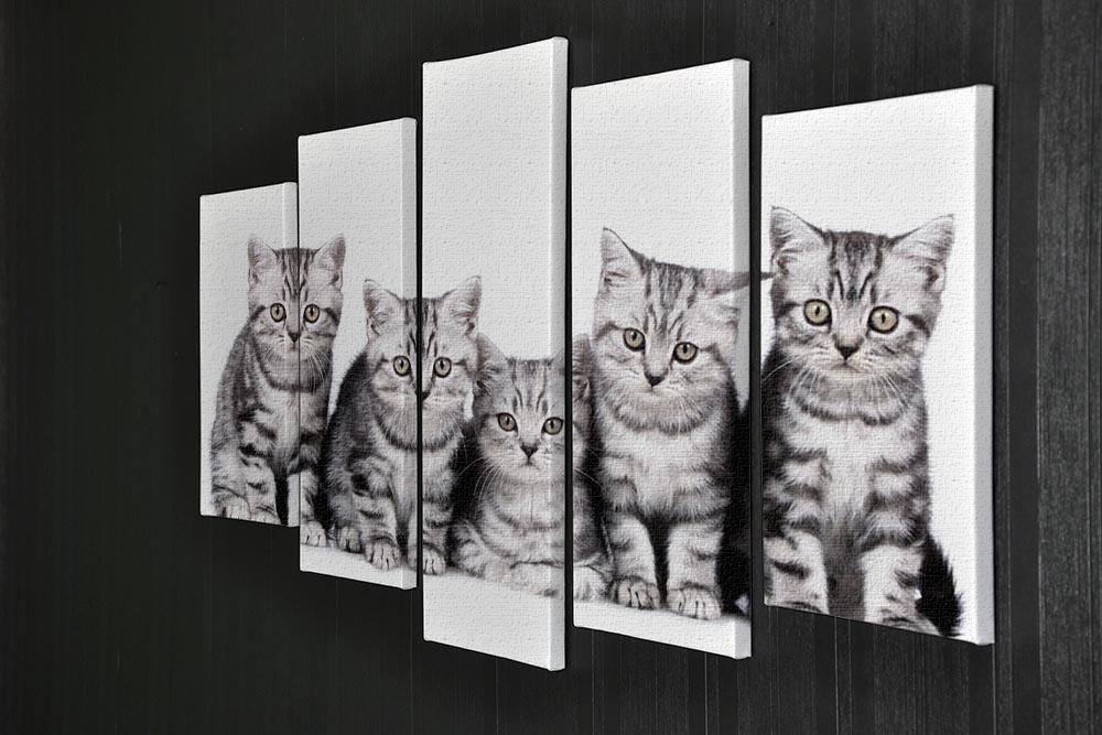 Group of five british shorthair kitten 5 Split Panel Canvas - Canvas Art Rocks - 2