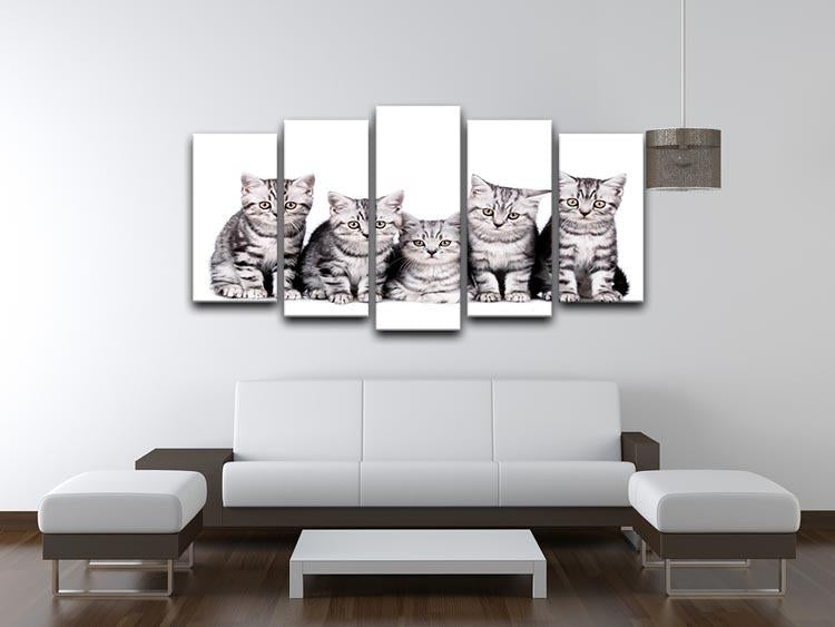 Group of five british shorthair kitten 5 Split Panel Canvas - Canvas Art Rocks - 3