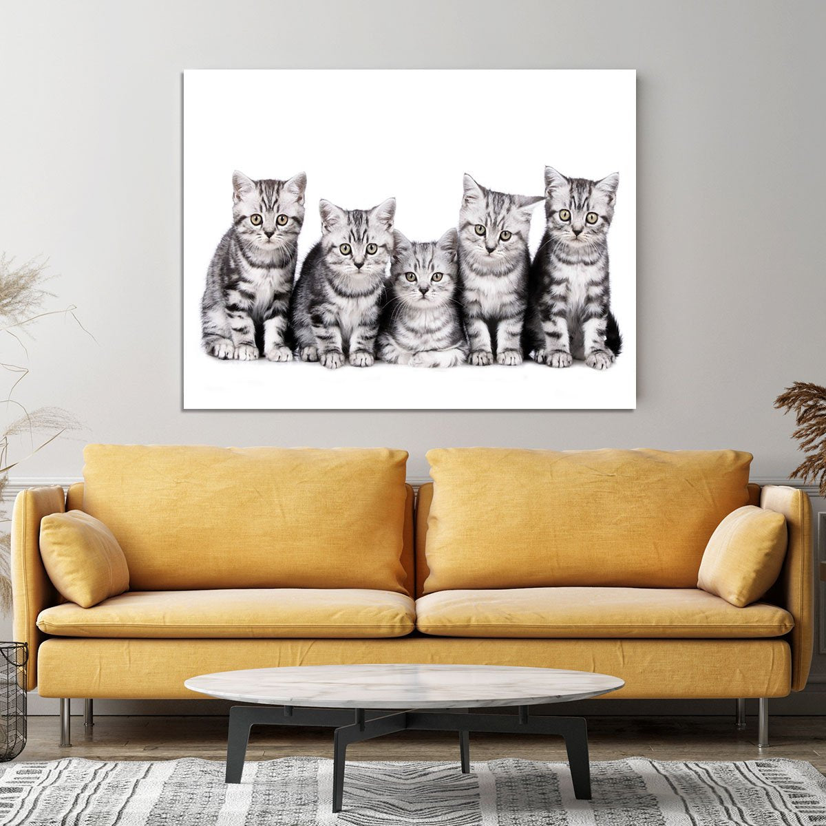Group of five british shorthair kitten Canvas Print or Poster