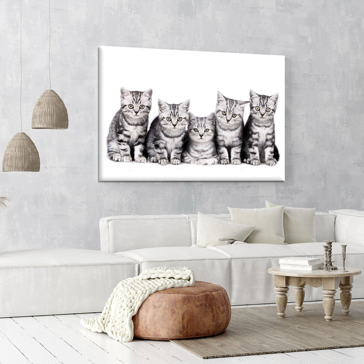 Group of five british shorthair kitten Canvas Print or Poster