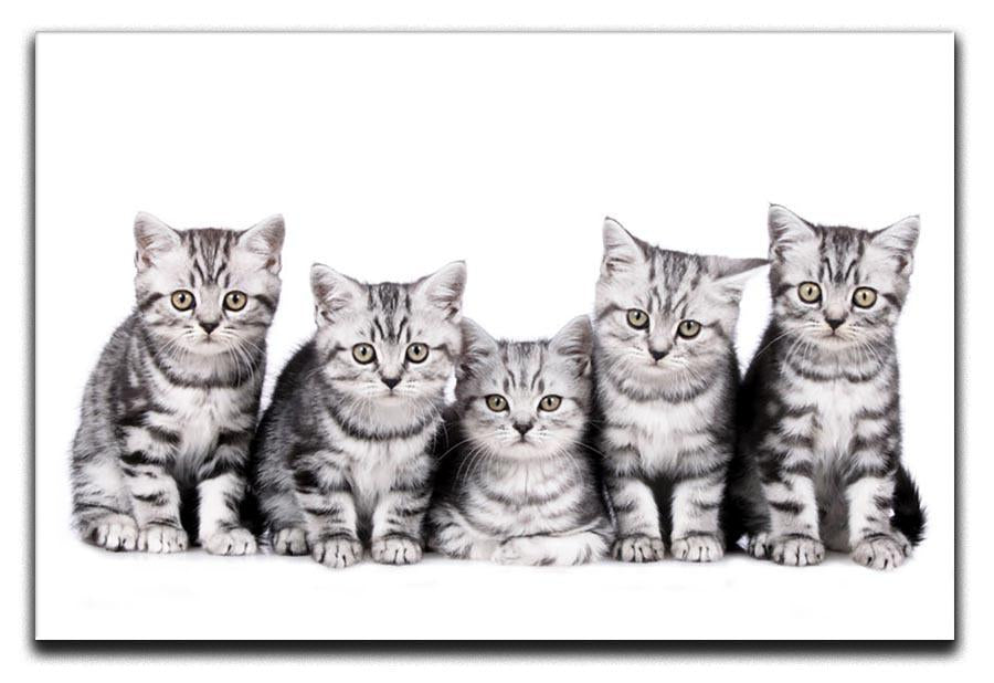 Group of five british shorthair kitten Canvas Print or Poster - Canvas Art Rocks - 1