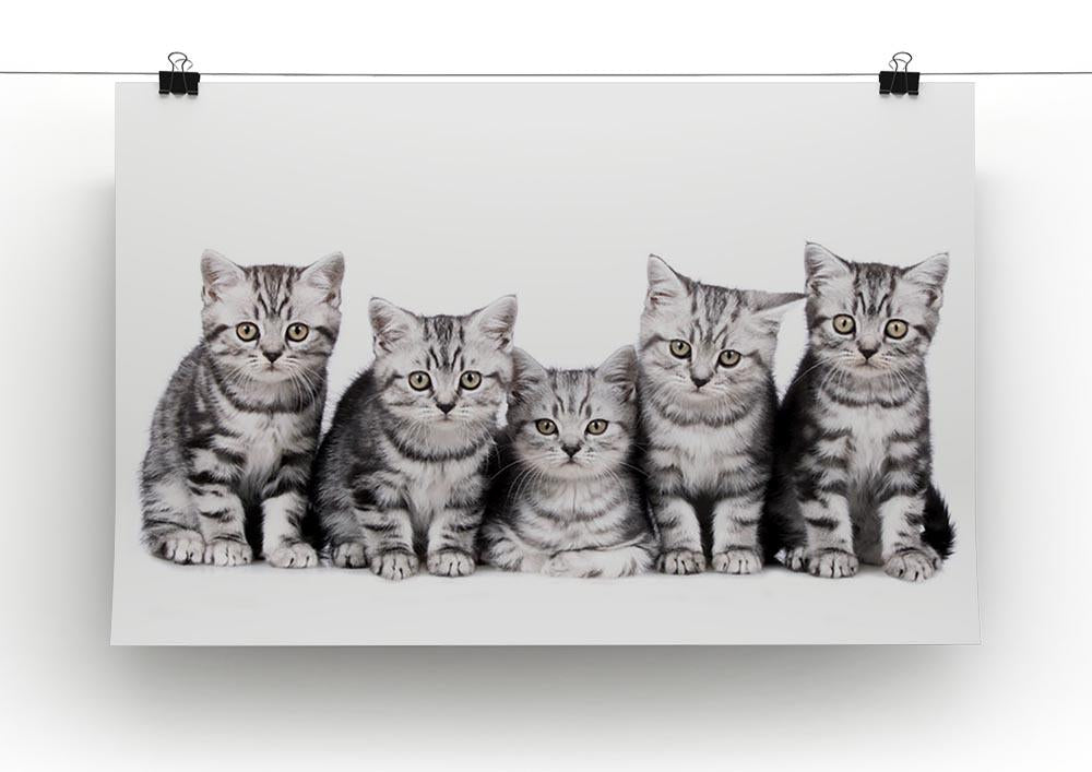 Group of five british shorthair kitten Canvas Print or Poster - Canvas Art Rocks - 2