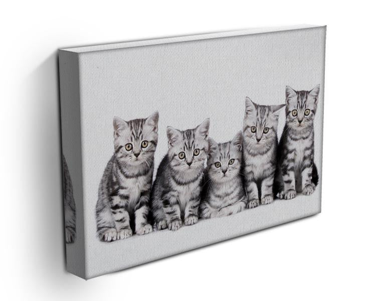 Group of five british shorthair kitten Canvas Print or Poster - Canvas Art Rocks - 3