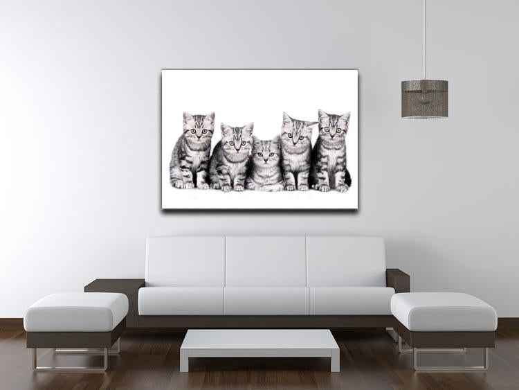 Group of five british shorthair kitten Canvas Print or Poster - Canvas Art Rocks - 4