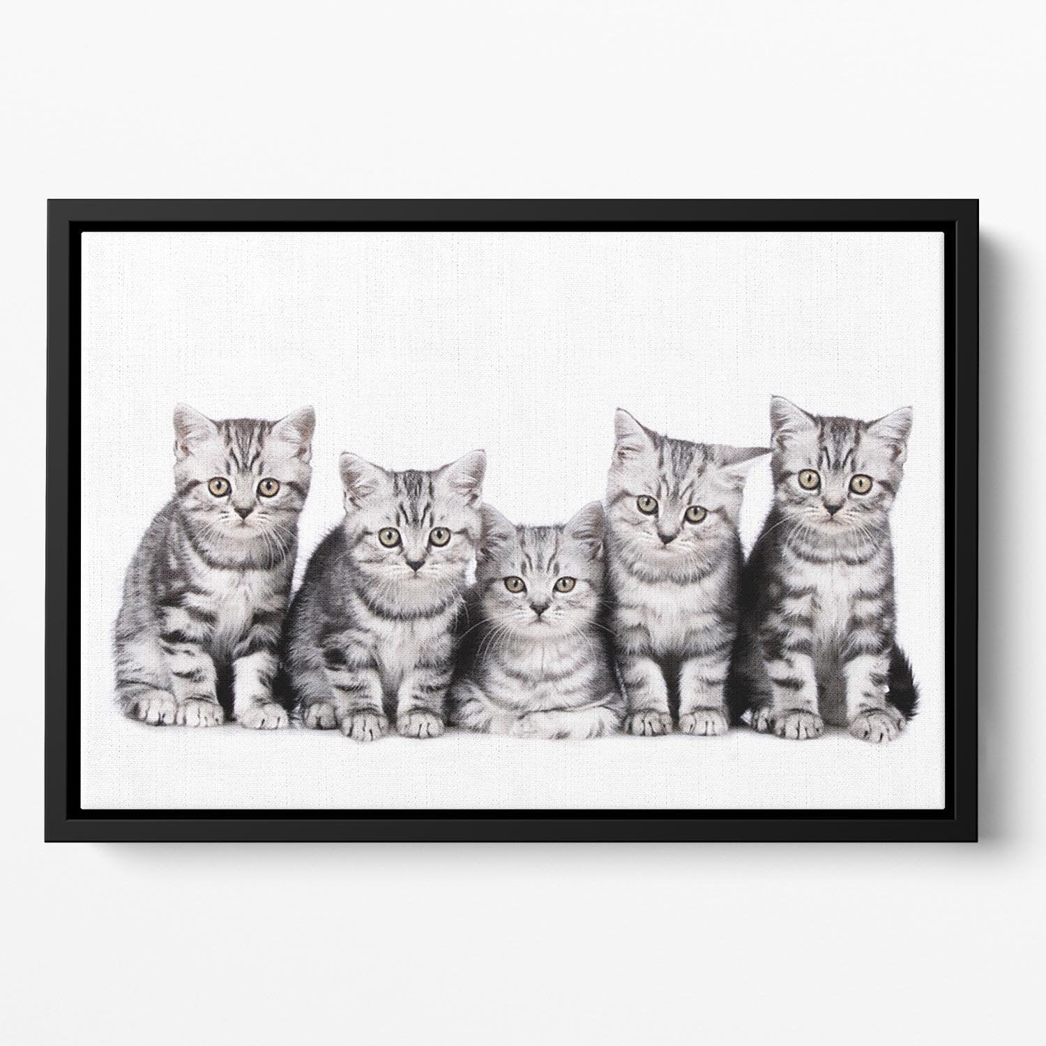 Group of five british shorthair kitten Floating Framed Canvas - Canvas Art Rocks - 2