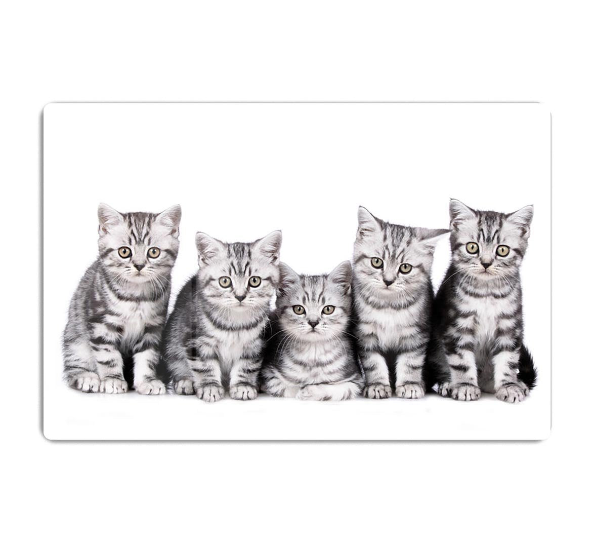 Group of five british shorthair kitten HD Metal Print - Canvas Art Rocks - 1