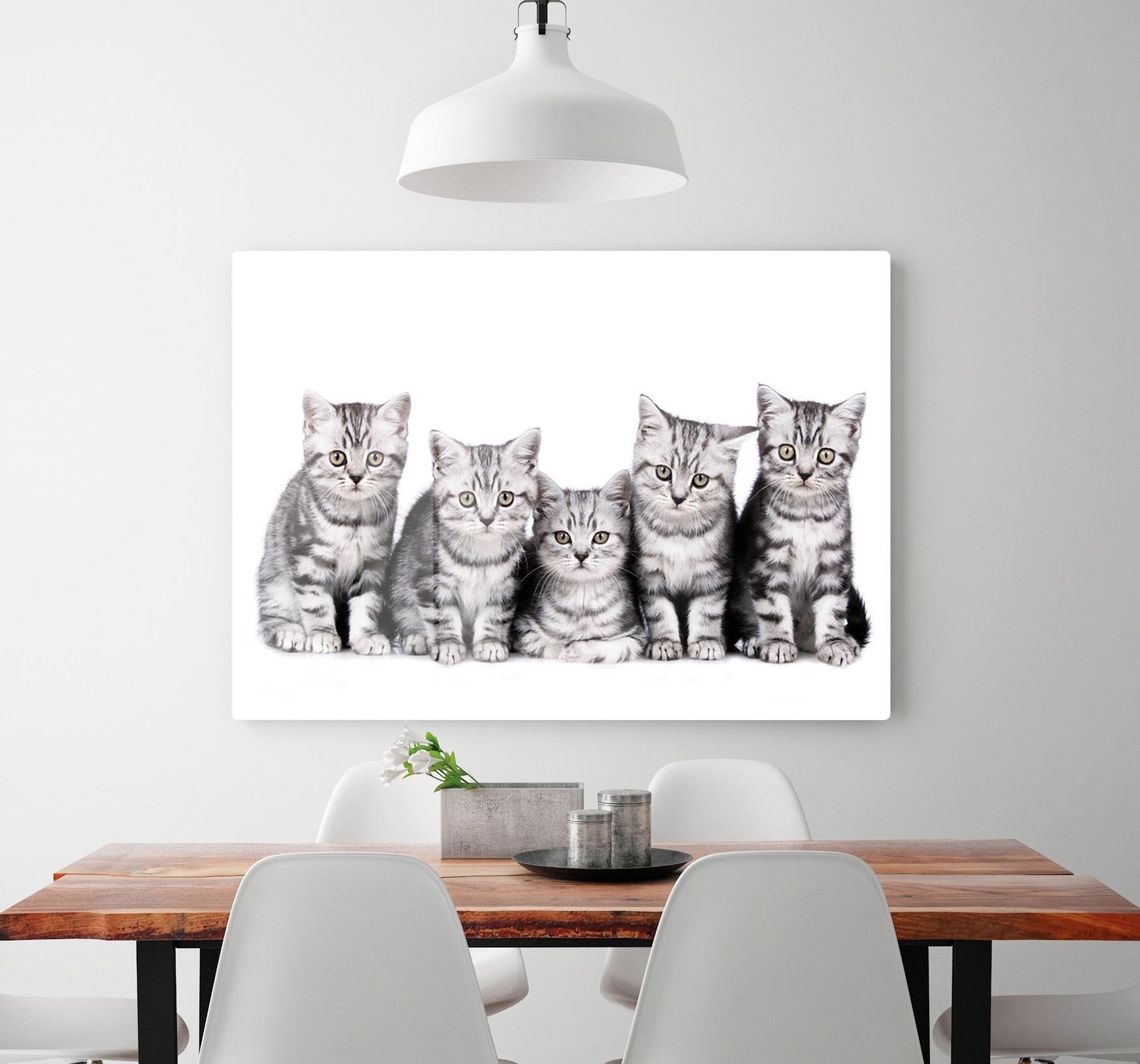 Group of five british shorthair kitten HD Metal Print - Canvas Art Rocks - 2