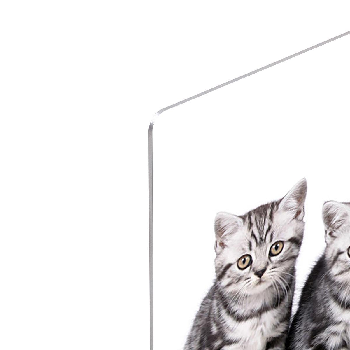 Group of five british shorthair kitten HD Metal Print - Canvas Art Rocks - 4