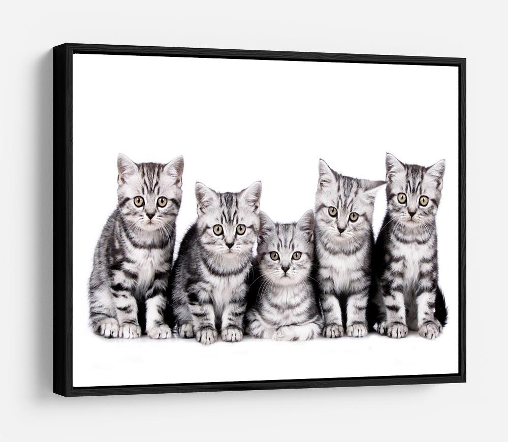 Group of five british shorthair kitten HD Metal Print - Canvas Art Rocks - 6
