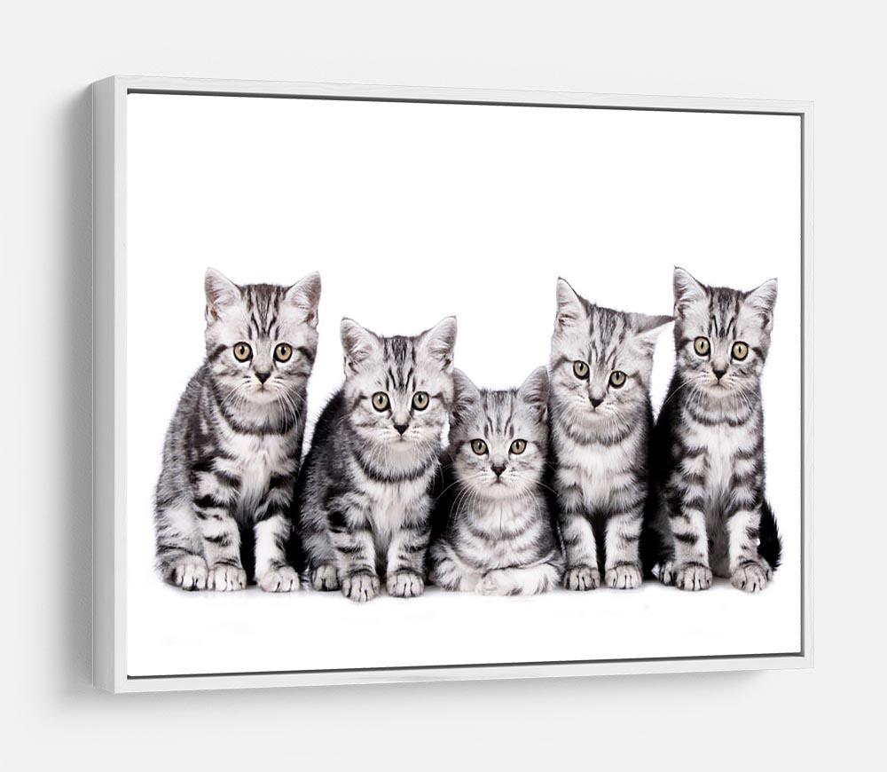 Group of five british shorthair kitten HD Metal Print - Canvas Art Rocks - 7