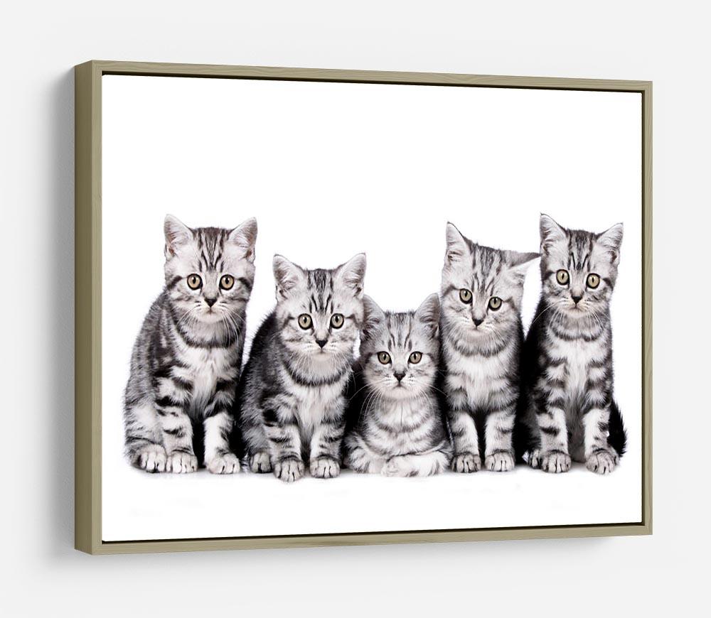 Group of five british shorthair kitten HD Metal Print - Canvas Art Rocks - 8