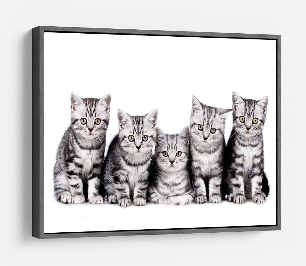 Group of five british shorthair kitten HD Metal Print - Canvas Art Rocks - 9