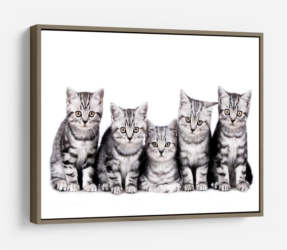 Group of five british shorthair kitten HD Metal Print - Canvas Art Rocks - 10