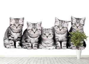 Group of five british shorthair kitten Wall Mural Wallpaper - Canvas Art Rocks - 4