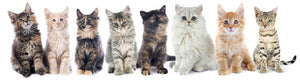 Group of kitten in front of white background Wall Mural Wallpaper - Canvas Art Rocks - 1